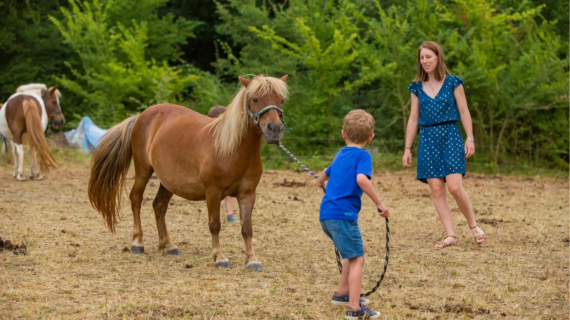 poney-dans-terrain-du-camping Poney dans le terrain du camping