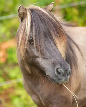 poney-du-camping-2 Poney du camping