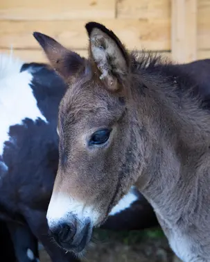 poney-du-camping Poney du camping