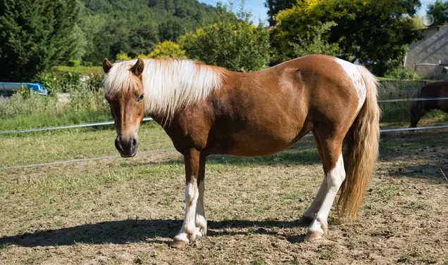 Balades à poney